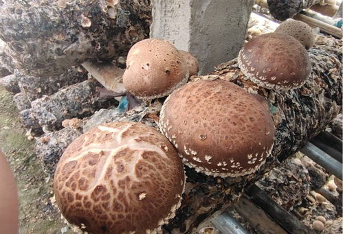 菌 临天下 小蘑菇敲开乡村振兴致富门